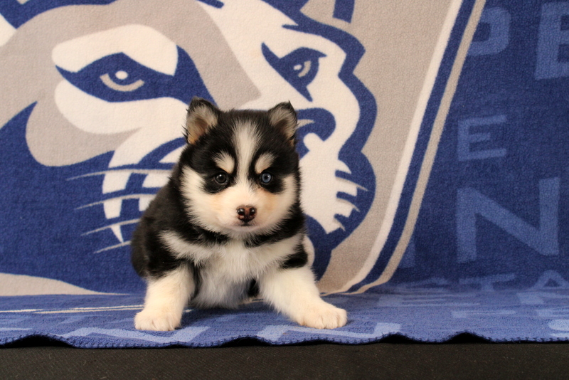 puppy, for, sale, Pomsky, Matthew B. Stoltzfus, dog, breeder, Gap, PA, dog-breeder, puppy-for-sale, forsale, nearby, find, puppyfind, locator, puppylocator, aca